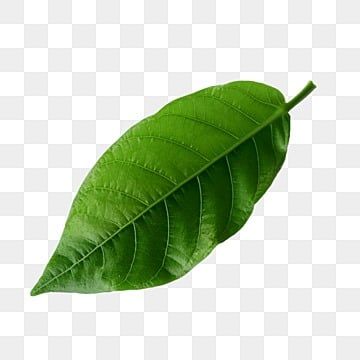 Coffee Leaves, Pictures Of Leaves, Coffee Leaf, Plant Png, Leaf Png, Leaves Png, Logo Design Love, Real Leaf, Leaf Images