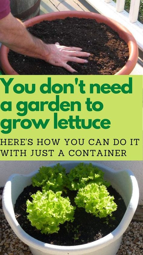 Container Gardening Setup, Lettuce In Pots, Gardening Lettuce, Yummy Videos, Planting Lettuce, Grow Lettuce, Composters, Growing Vegetables In Pots, Indoor Vegetables