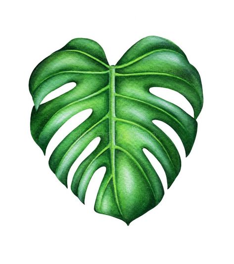 Green leaf of monstera deliciosa. royalty free illustration Monstera Deliciosa Painting, Monstera Background, Cartoon Leaves, Monstera Deliciosa, Free Illustration, Watercolor Trees, Monstera Leaf, Green Leaf, Free Illustrations