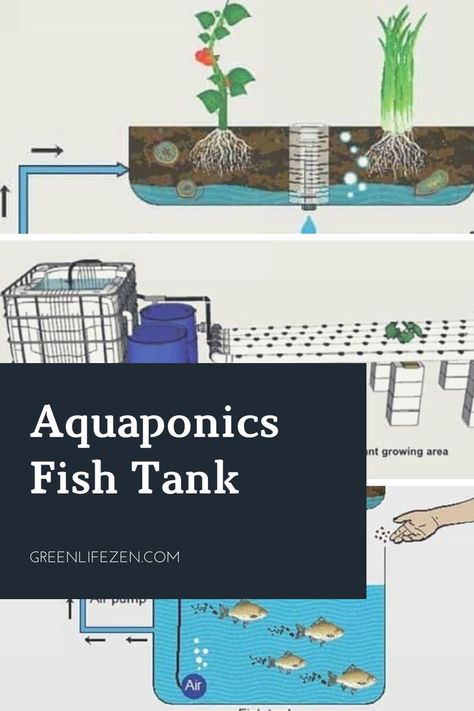 Aquaponics is a form of farming that combines recirculating aquaculture with hydroponic nutrient film technique. One of crucial components of the system is an aquaponics fish tank. It incorporates the use of fish waste to create plant nutrients and natural filtration, rather than soil. #aquaponicsfishtank #fishtankforaquaponics #aquaponicfishtank #aquaponicswithfishtank Fish Tank Garden Aquaponics, Aquaponics Fish Tank, Seafood Tank, Hydroponic Fish Tank, Best Fish For Aquaponics, Fish Tank Garden, Aquaponics Greenhouse, Indoor Hydroponics, Growing Your Own Food