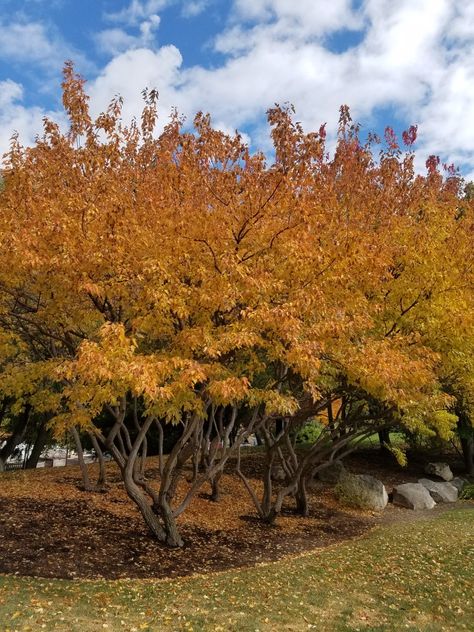 Acer Ginnala (Amur maple) zone 3 height 20ft spread 10-15ft fall color Acer Ginnala, Amur Maple, Yard Fence, Mountain House, Fall Color, Trees And Shrubs, Perennial Plants, Organic Gardening, Fall Colors