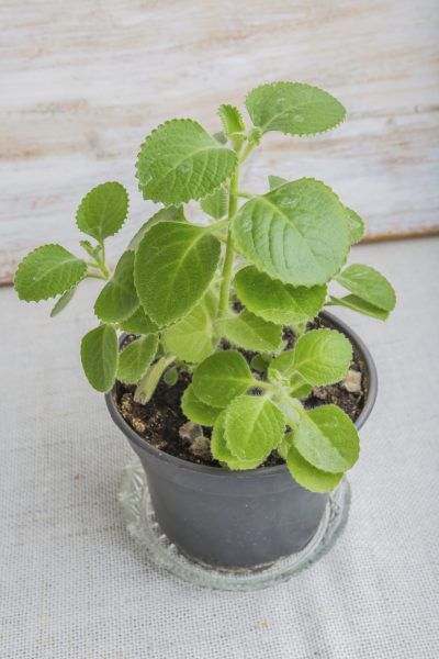 Cuban Oregano Uses – How To Grow Cuban Oregano In The Garden Cuban Oregano Plant Uses, Ajwain Plant, Cuban Oregano, Growing Oregano, Oregano Plant, Growing Raspberries, Oregano Leaves, Herb Gardening, Mint Plants