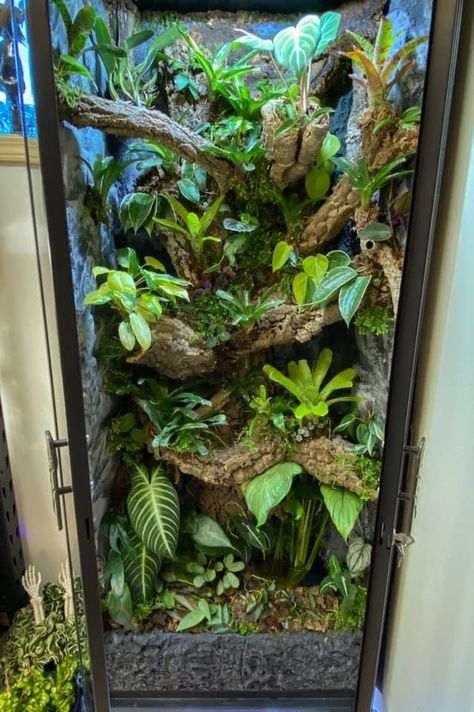 Diy Tree Frog Terrarium, Bio Active Terrarium Frog, Emerald Tree Skink Enclosure, Terrarium For Frogs, Bioactive Terrarium Crested Gecko, Bioactive Enclosure Ideas, Tree Frog Paludarium, Amazon Tree Boa Enclosure, Diy Bioactive Terrarium