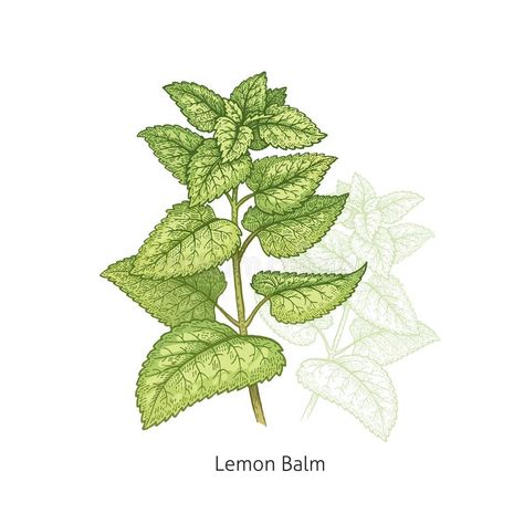 Green White Background, Vector Illustration Art, Herbs And Plants, Medical Herbs, Nature Vintage, Magical Herbs, Vector Art Illustration, Lemon Balm, Environment Design