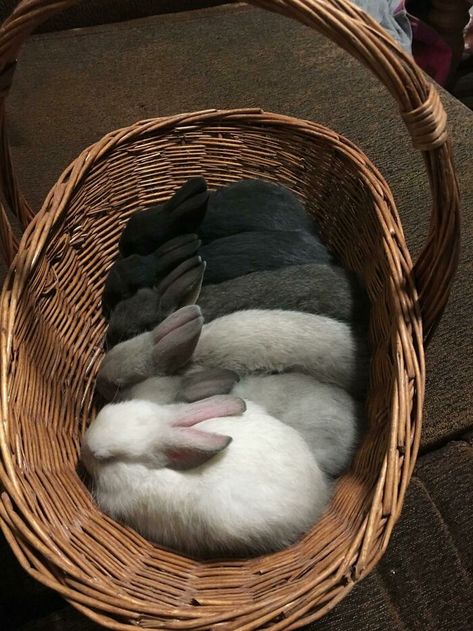 My Bunny Basket Cutest Bunny Ever, Pet Goat, Animals Farm, Putao, Image Swag, Foster Kittens, Pet Rabbit, Funny Bunnies, Cute Animal Photos