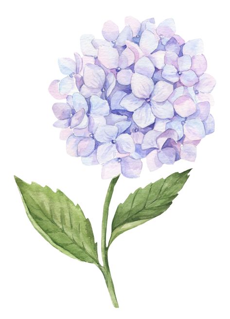 Ma Logo, Hydrangea Design, Hydrangea Watercolor, Flower Art Drawing, Hydrangea Purple, Flower Doodles, Hydrangea Flower, Watercolor Inspiration, Flower Wallpaper