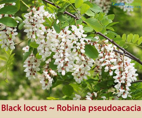 Robinia Pseudoacacia, Hummingbird Garden, How To Attract Birds, Plant Combinations, Buy Plants, Deciduous Trees, Cluster Pendant, Types Of Soil, Types Of Plants