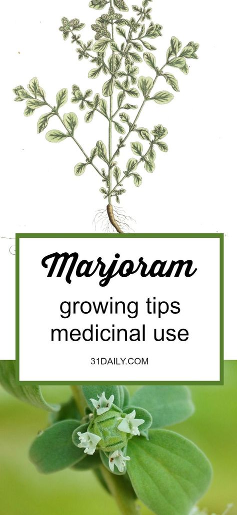 Medicinal Herb: Marjoram. Primarily for -cold symptoms, cough, digestive ailments, lack of appetite, gas, and menopausal symptoms. Medicinal Herb: Marjoram | 31Daily.com #gardening #herbgarden #medicinalherbs #31Daily Herb Farming, Wild Marjoram, Marjoram Plant, Herbalist Garden, Tiny Zen Garden, Medicine Garden, Flowers House, Herb Plants, Spice Garden