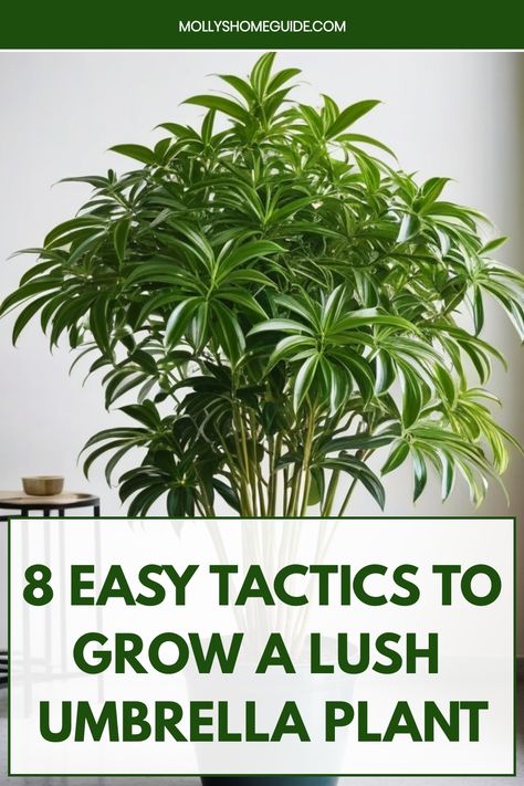 Discover expert tips on how to successfully grow an umbrella plant indoors. From proper watering techniques to ideal lighting conditions, learn everything you need to know to keep your umbrella plant thriving and healthy. Whether you're a beginner or a seasoned houseplant enthusiast, these guidelines will help you create the perfect environment for your umbrella plant to flourish. Enhance your indoor space with this low-maintenance and beautiful tropical plant by following our step-by-step instr Umbrella Plant, Fertilizer For Plants, Liquid Fertilizer, Tall Plants, Room With Plants, Yellow Leaves, Grow Lights, Tropical Plants, Green Thumb