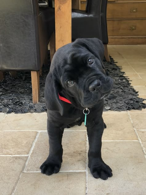 Black Cane Corso Puppy, King Corso Dog Puppies, Baby Cane Corso, Black Cane Corso Puppies, Came Corso Puppy, Animal Drawings Dog, Can Corso, Cane Corso Aesthetic, Black Cane Corso Dog