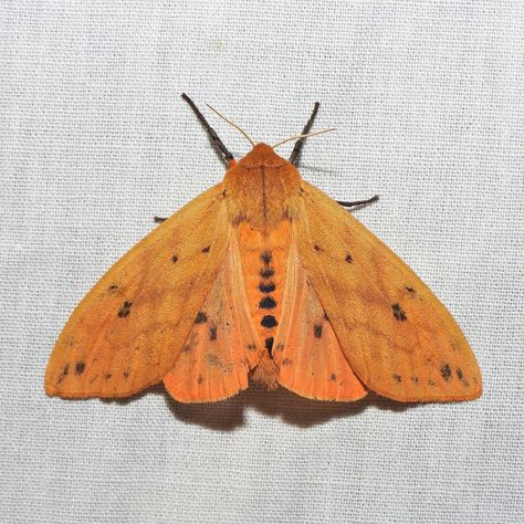 Isabella Tiger Moth Tattoo, Ruby Tiger Moth, Isabella Tiger Moth, Moths Aesthetic, Aaa Tattoo, Biodiversity Project, Moth Cocoon, Wooly Bear Caterpillar, Carl Linnaeus