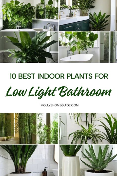 Are you looking to add some greenery to your bathroom but struggling with low light conditions? These top plants for low-light bathrooms are perfect for adding a touch of nature to your space. From hard-to-kill indoor potted plants to easy care low light plants, there are plenty of options to choose from. Whether you have a windowless bathroom or a bathroom with no window, these houseplants will thrive in those conditions. No Light Bathroom Plants, Bathroom Grow Light, Hanging Plants In Bathroom Ideas, Bathrooms With Plants Ideas, Plants In The Bathroom Ideas, Greenery In Bathroom, Bathroom Plant Wall, Bathroom Plant Ideas, Plant Bathroom Aesthetic