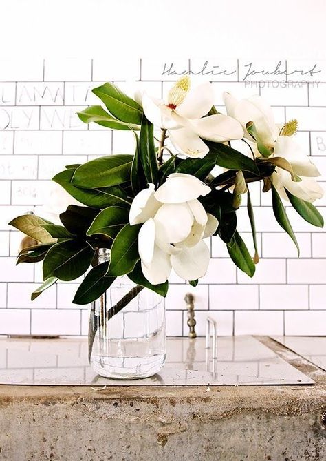 magnolia Magnolia Blossom, White Magnolia, Deco Floral, Arte Floral, Beautiful Blooms, Love Flowers, Pretty Flowers, Fresh Flowers, Hydrangea