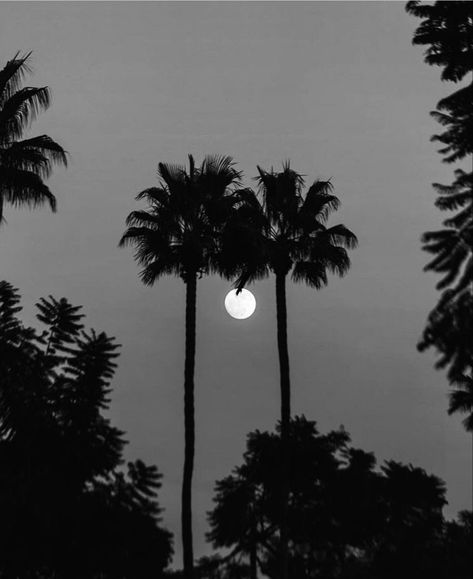 Black and white photograph of palm trees pines and sun Aesthetic California, California Aesthetic, Dark Feeds, Look At The Moon, Iphone Photo App, Night Landscape, Inspiration Wall, Black Aesthetic, Nature Photos