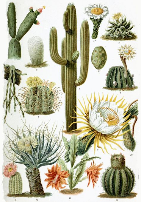 Cactus - Wikipedia Illustration Botanique Vintage, Cactus Paintings, Cactus Drawing, Vintage Cactus, Cactus Illustration, نباتات منزلية, Cactus Planta, Illustration Botanique, Botanical Illustration Vintage