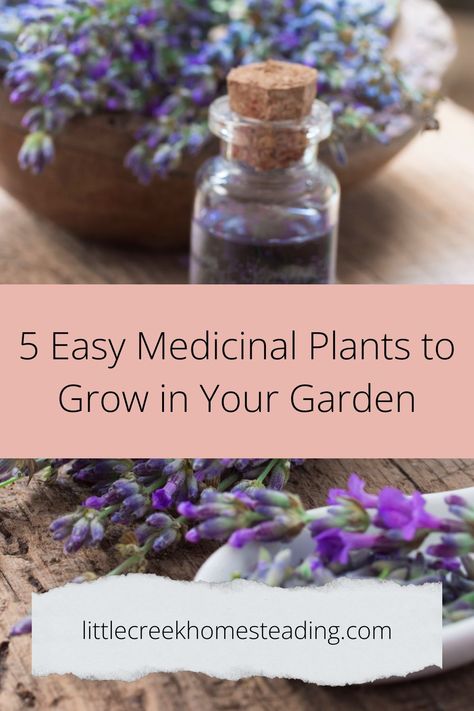 Unleash your inner green thumb with this guide to 5 easy-to-grow medicinal plants that'll thrive right in your garden. Discover the power of nature, nourish your body, and enjoy an enriching experience this spring. Embrace the beauty and the healing power of these simple and sustainable plants today. Nourish Your Body, Power Of Nature, Healing Power, Medicinal Plants, Healing Powers, Living Tips, Simple Living, Green Thumb, Medicine