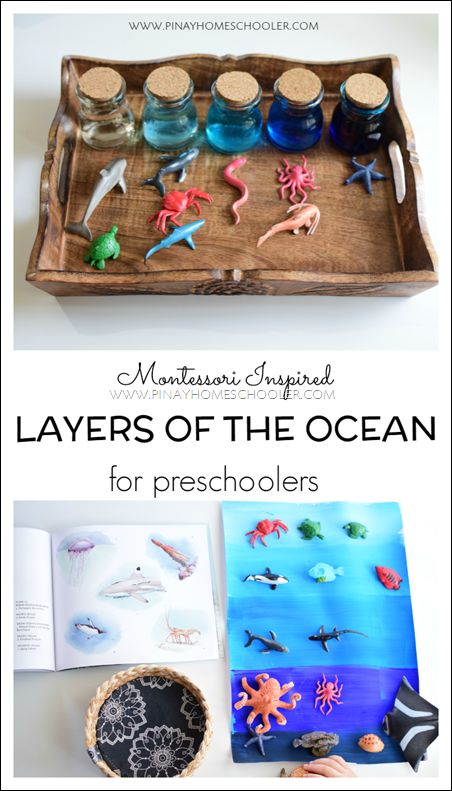 Use this acitivity with Zoology 2 - Swimming Creatures of the Fifth Day! Apologia.com Reggio Emilia Ocean Activities, Underwater Decorations, Ocean Preschool, Layers Of The Ocean, Ocean Theme Preschool, Montessori Science, Marine Science, Ocean Unit, Montessori Lessons