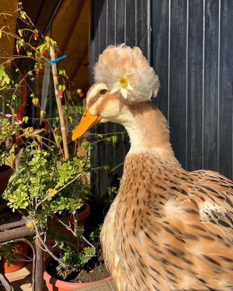 Crested Duck, Animals With Hats, Haski Dog, Duck Photos, Wild Ducks, Duck Pictures, Cute Ducks, Goat Barn, Duck Photo