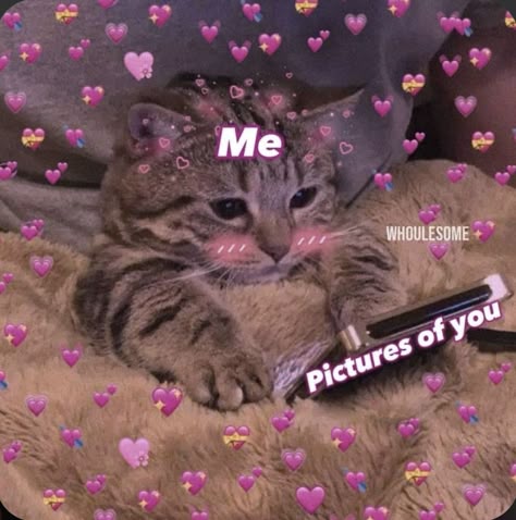 Miss U So Much, Miss U, Silly Cats Pictures, Cute Messages, Wholesome Memes, Cute Memes, Funny Reaction Pictures, Love Memes, Cute Texts