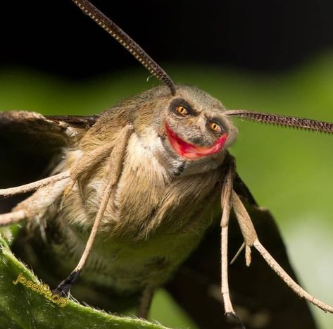 Tshi Tashi butterfly This is a species of the butterfly family. They have a simple brownish gray look, two antennae on the head and yellow eyes. What makes her so interesting is the way she catches her prey. Nature has equipped her with a long sticky tongue. With them they can catch their prey from a distance of about 10 cm, which stick to the tongue. They feed mainly on other small insects. You can find this type of butterflies in the area of ​​South America. Type Of Butterflies, Butterfly Family, Types Of Butterflies, Small Insects, Yellow Eyes, The Butterfly, South America, Insects, Butterflies