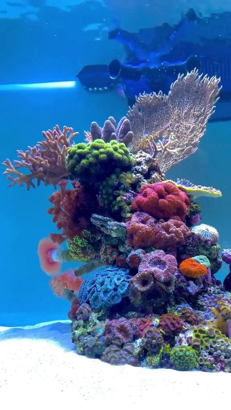 Reef Tank Design, Saltwater Aquarium Beginner, Coral Reef Photography, Reef Tank Aquascaping, Coral Fish Tank, Nano Reef Tank, Coral Aquarium, Aquarium Live Wallpaper, Marine Fish Tanks