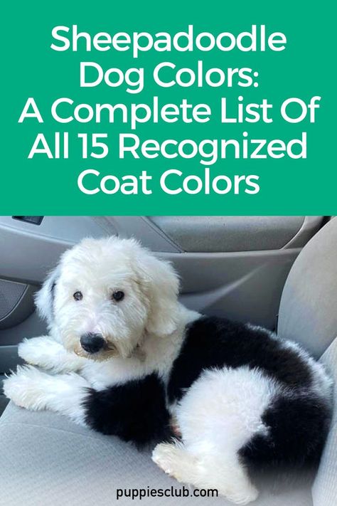 sheepadoodle-dog-colors Sheepadoodle Puppy Grooming Styles, Sheepadoodle Haircut Styles, Sheepadoodle Grooming Styles, Mini Sheepadoodle, Sheepadoodle Puppy, Puppy Shampoo, Puppy Grooming, Puppy Coats, Black Puppy