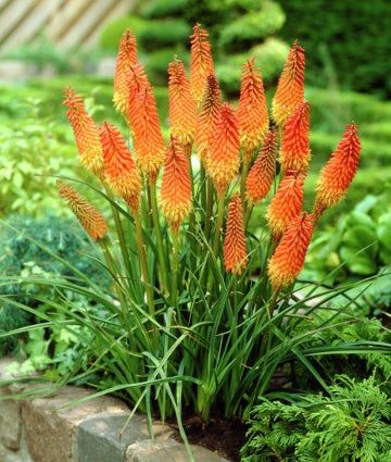 Easy to grow, Red Hot Poker brings big rewards with little effort. Red Hot Poker Plant, Red Hot Poker, American Meadows, Full Sun Perennials, Large Flower Pots, Organic Mulch, Sun Perennials, Flowers Orange, Unusual Plants