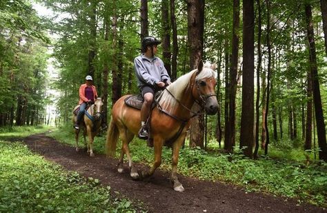 A guide for horseback riding in Upstate NY Upstate Ny Travel, Trail Riding Horses, Riding Holiday, Horseback Riding Lessons, Horse Riding Quotes, Lake George Village, Horseback Riding Outfits, Horse Riding Tips, Horse Trail