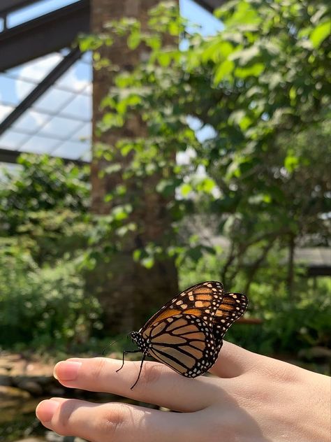 Butterfly House Aesthetic, Butterfly Greenhouse, Paris Mansion, Dark Academia Girl, Butterfly Garden Art, Butterfly Exhibit, Simplicity Quotes, Summer Coquette, Brunette Aesthetic