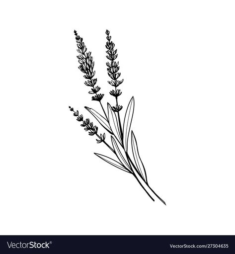 Flower Tattoo Outline, Violet Tattoo, Plant Sketches, Lavender Tattoo, Black And White Vector, Flower Line Drawings, Plant Tattoo, Flower Sketches, Lavender Flower