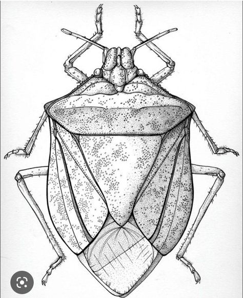 Biology Portfolio, Bug Drawing, Insect Drawing, Insects Art, Beetle Drawing, Bugs Drawing, Stink Bug, Color Theory Art, Beetle Art