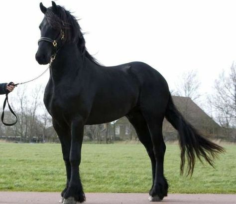 Black Fresian Horses, Horse Fresian, Frisian Horse, Black Stallion Horse, Horse Images, Friesian Stallion, Stallion Horse, Stallion Horses, Beautiful Horse Pictures