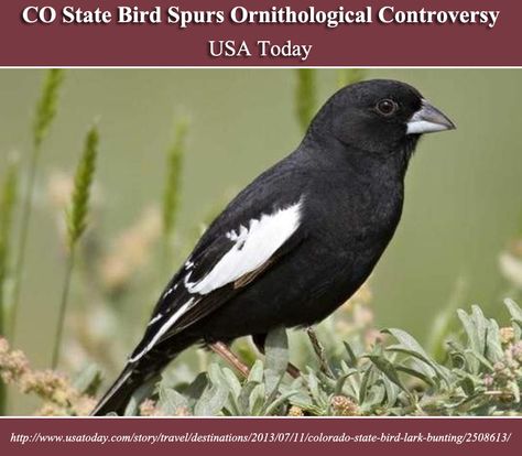 CO State Bird Spurs Ornithological Controversy | USA TODAY Travel | http://www.usatoday.com/story/travel/destinations/2013/07/11/colorado-state-bird-lark-bunting/2508613/ Lark Bunting, Bird Photos, State Birds, Life List, Mountain High, Flower Bird, Sparrows, Colorful Birds, Birds Of Prey