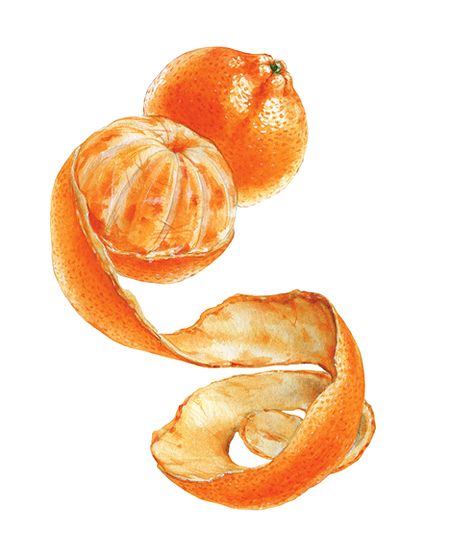 Watercolor illustrations Orange Peel Drawing, Mandarin Watercolor, Mandarin Tattoo, Tangerine Drawing, Watercolor Tangerine, Tangerine Illustration, Tangerine Art, Watercolor Oranges, Peeled Orange