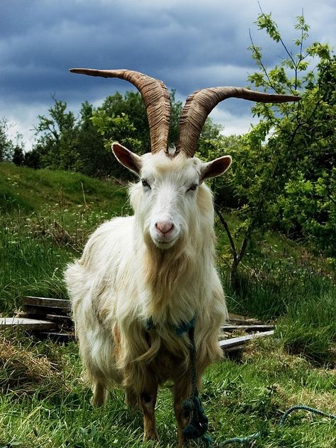 Irish Proverb, Goat Picture, Animals With Horns, Inspirational Pics, Goat Barn, Irish Proverbs, Irish Quotes, Goat Farming, Mountain Goat