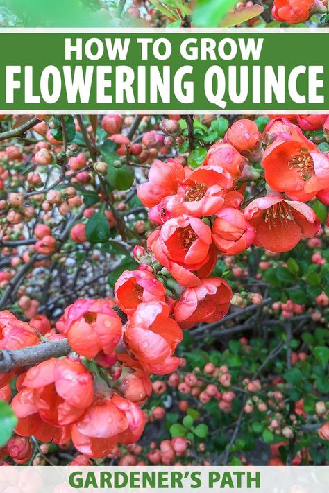 Flowering quince is an easy-care shrub that produces vibrant flowers in late winter to early spring. Shades of pink, red, orange, and white adorn the thorny branches, and some varieties even produce edible fruit. Learn how to plant and grow flowering quince now on Gardener's Path. #floweringquince #spring #gardenerspath Horticultural Therapy, Lettuce Grow, Japanese Quince, First Flowers Of Spring, Indoor Hydroponics, Green Backyard, Vertical Garden Planters, Flowering Quince, Fruit Bushes