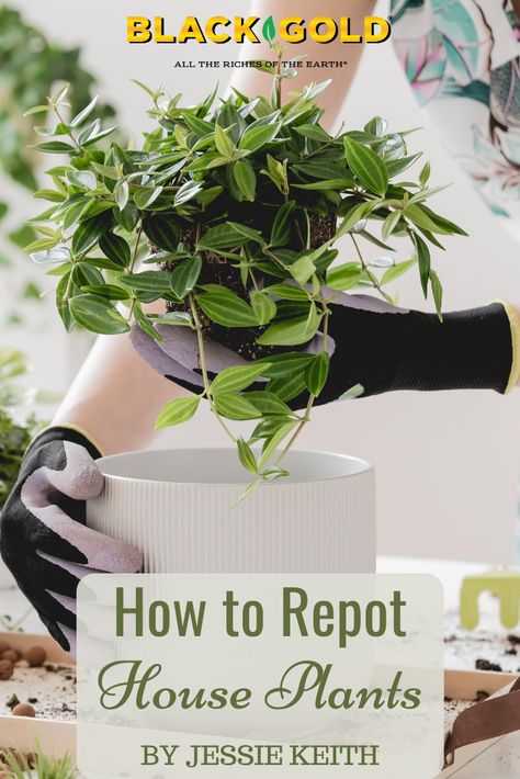 Transplanting Plants Indoor Pots, Cleaning Plant Leaves Houseplant, Debugging Plants To Bring Inside, Repotting House Plants, Easiest House Plants To Keep Alive, Easy To Keep Alive House Plants, Plants 101, Transplanting Plants, Repotting Plants