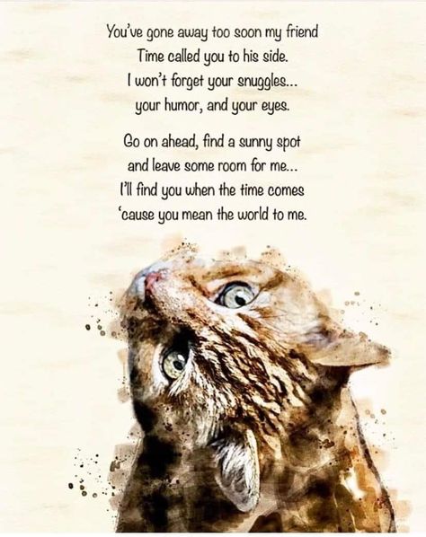 Diy Cat Memorial Ideas, Losing A Cat Quote, Pet Quotes Cat, Losing A Pet Quotes, Pet Loss Cat, Animal Lover Quotes, I Miss My Cat, Cat Poems, Cat Love Quotes