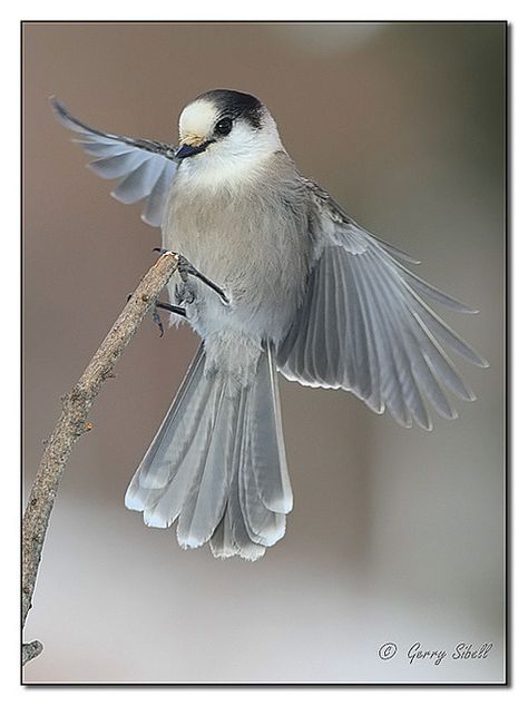 Grey Jay, Gray Jay, Fashion Design Inspiration, Animal Reference, Jay Bird, Natural Design, The Crow, Backyard Birds, Pretty Birds