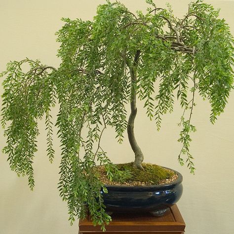 Weeping Willow Bonsai 💮🉐💮🉐🔻Bonsai Trees : More At FOSTERGINGER @ Pinterest💮🉐💮🉐🈲 Weeping Willow Bonsai, Willow Bonsai, Outdoor Bonsai Tree, Bonsai Tree Care, Indoor Bonsai Tree, Weeping Willow Tree, Bonsai Soil, Japanese Bonsai, Indoor Bonsai