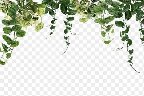 Plant Png, Leaf Png, Image Border, Aesthetic Plants, Plant Icon, Ramadan Background, Plant Background, Leaf Border, Png Aesthetic