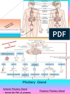 Endocrine Nursing | PDF | Adrenal Gland | Thyroid Endocrine Nursing, Pituitary Gland Disorders, Adrenal Gland, Adrenal Cortex, Cushings Syndrome, The Endocrine System, Addisons Disease, Endocrine Disorders, Thyroid Medication