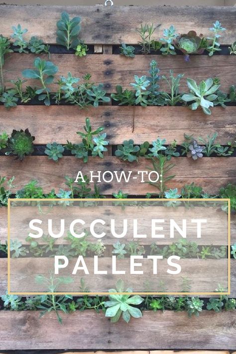 Succulent Wall Diy, Palette Planter, Pallet Garden Walls, Succulent Wall Hanging, Succulent Outdoor, Succulent Wall Garden, I Love Plants, Succulent Wall Planter, Vertical Succulent Gardens