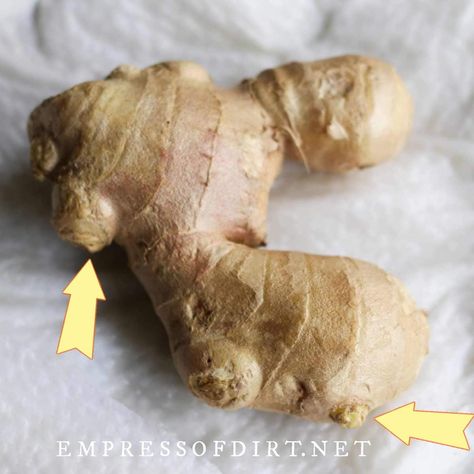 How To Preserve Ginger Root, Preserving Ginger Root, How To Plant Ginger, How To Store Ginger Root, Regrow Ginger Root, How To Grow Ginger From Root, How To Grow Ginger Root At Home, Growing Ginger From Scraps, Regrow Ginger