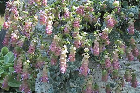 Oregano 'Kent Beauty.' Hardy Plants, Dried Floral, Growing Indoors, New Growth, Ground Cover, Rock Garden, Garden Center, Oregano, Purple Flowers