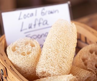 When to harvest luffa - expert tips for the right timing | Homes & Gardens Interior Design Advice, Locally Grown, Shopping Hacks, Fruit