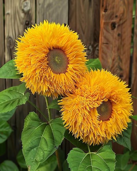 Teddy Bear Sunflower, Fluffy Teddy Bear, Sunflower Garden, Helianthus Annuus, Unusual Flowers, Plant Illustration, Garden Layout, Amazing Grace, Sunflower Seeds