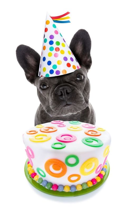 French Bulldog Birthday Wishes, Happy Birthday French Bulldog, French Bulldog Birthday, Bulldog Birthday, Happy Birthday Animals, Happy Birthday Art, French Bulldog Gifts, Frenchie Lovers, Happy Birthday Video