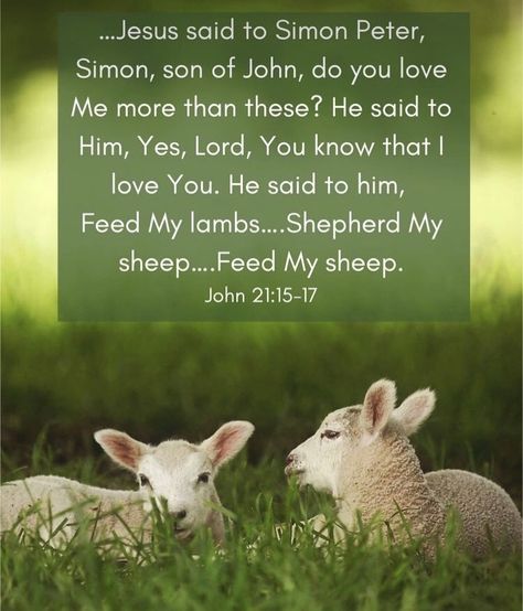 Feed My Sheep, 2 Timothy 3, Peter Do, Love Me More, Kids Church, That's Love, Jesus Quotes, Knowing You, Sheep