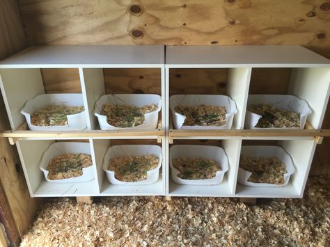 Nesting boxes using IKEA bins. Chicken Roost And Nesting Boxes, Cube Storage Nesting Boxes, Lay Boxes For Chickens, Cube Organizer Nesting Boxes, Cube Shelf Chicken Nesting Boxes, Ikea Chicken Coop, Cheap Nesting Boxes For Chickens, Plywood Nesting Boxes, Laying Boxes For Chickens Diy